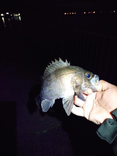 久しぶりの魚は