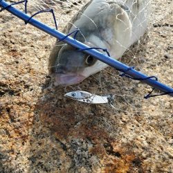 バイブでキビレ