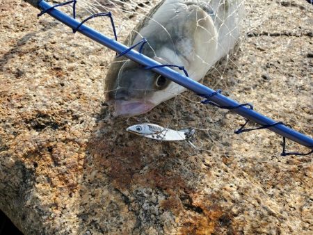 バイブでキビレ