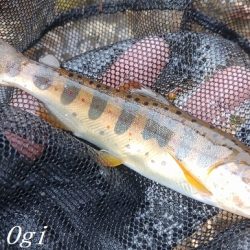 2024年、揖保川解禁!