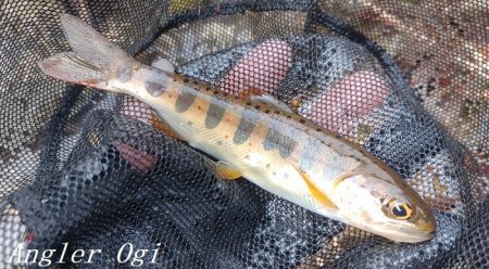 2024年、揖保川解禁!