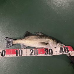 船の灯りのセイゴ釣り