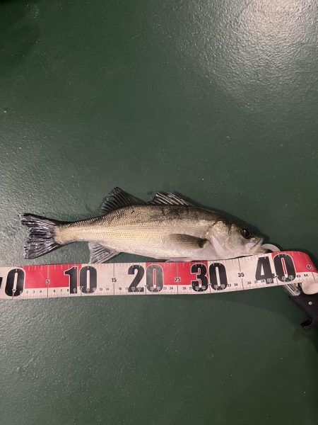 船の灯りのセイゴ釣り