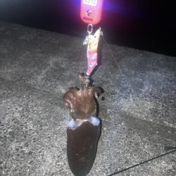 春イカゲット！