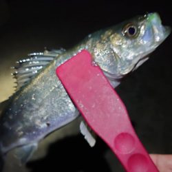 干潮メバリング