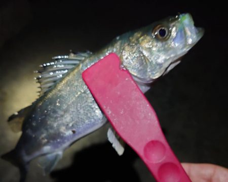 干潮メバリング