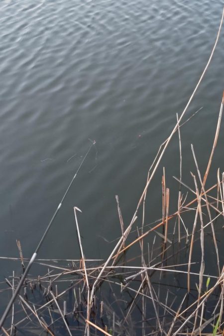 シロヒレ狙いのタナゴ釣行