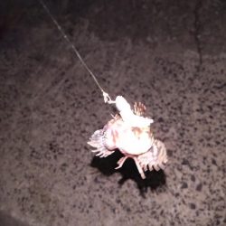 シーバスいないから根魚