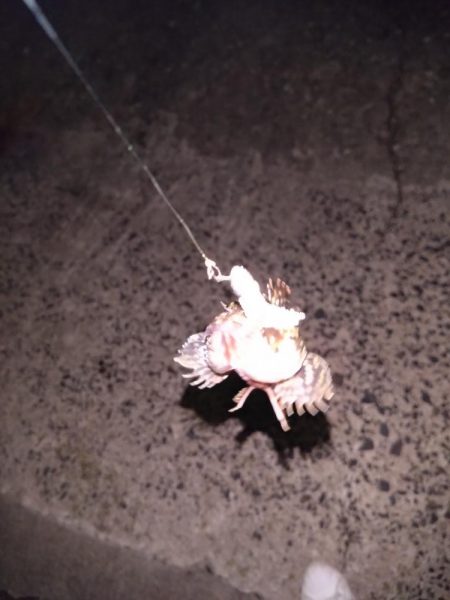 シーバスいないから根魚