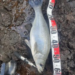 ヒラスズキ狙い