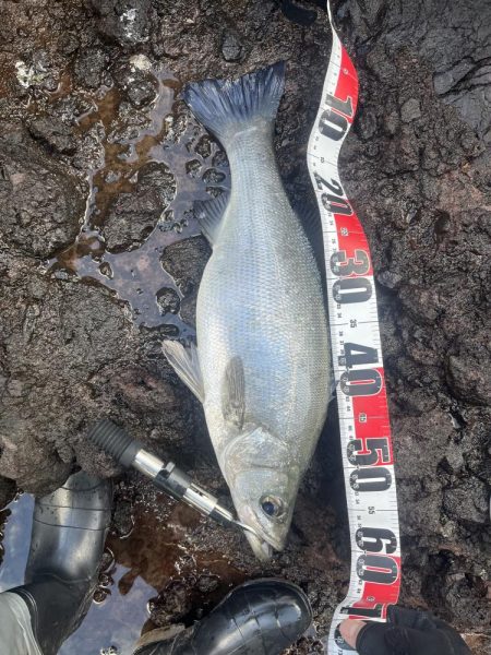 ヒラスズキ狙い