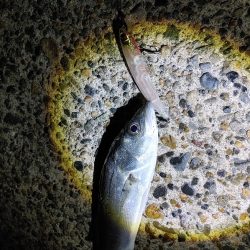 久しぶりにシーバス