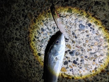 久しぶりにシーバス