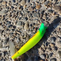 シーバスは釣れませんでしたが