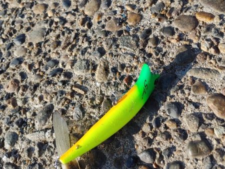 シーバスは釣れませんでしたが