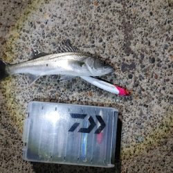 30cmのシーバスです(^^)