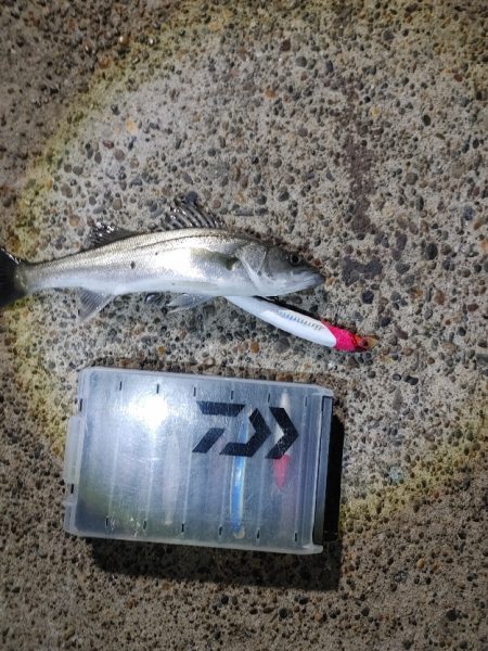 30cmのシーバスです(^^)