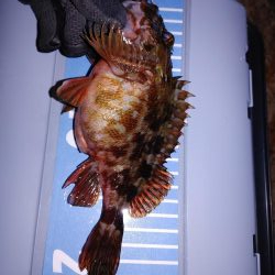 メバリングからガシリング