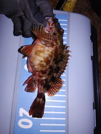 メバリングからガシリング