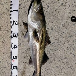 今年初釣りは離島から