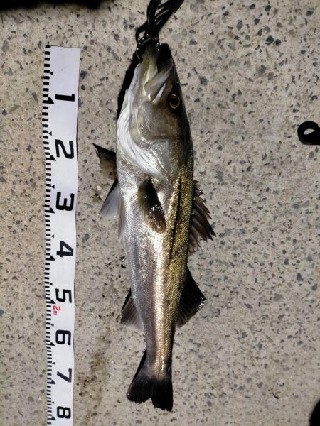 今年初釣りは離島から