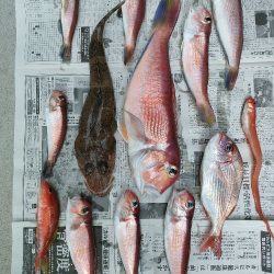 ライトアマダイ◎一俊丸