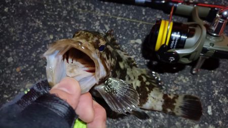 2024/03/02 南港ライトゲーム釣行 (根魚狙い)