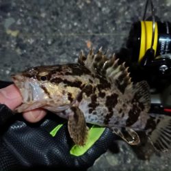 2024/03/04 南港ライトゲーム釣行 (根魚狙い)