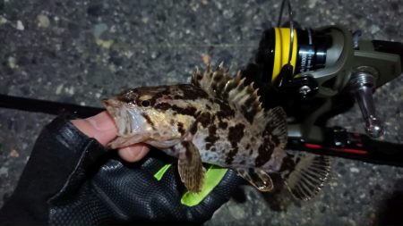 2024/03/04 南港ライトゲーム釣行 (根魚狙い)