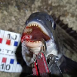 2024/03/06 南港ヘチ釣り釣行