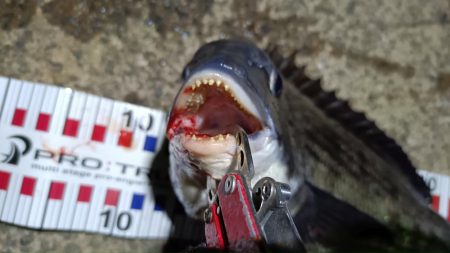 2024/03/06 南港ヘチ釣り釣行