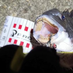 2024/03/07 南港ヘチ釣り釣行