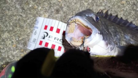 2024/03/07 南港ヘチ釣り釣行