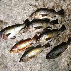 寒くても海は熱く