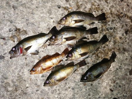 寒くても海は熱く