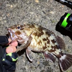 2024/03/10 南港ライトゲーム釣行 (ロックフィッシュ狙い)