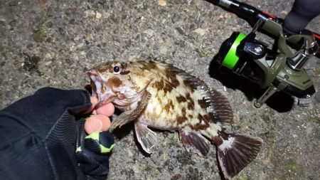 2024/03/10 南港ライトゲーム釣行 (ロックフィッシュ狙い)