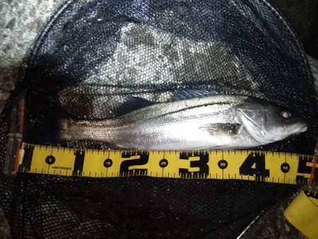 1ヶ月振りのシーバス釣行…