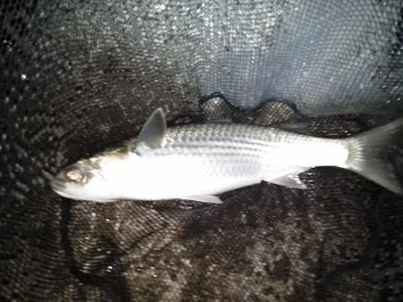 最後に何とかヒット…