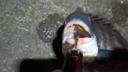 2024/03/16 南港ヘチ釣り釣行（歳無し釣果有り）