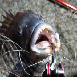 2024/03/17 南港ヘチ釣り釣行