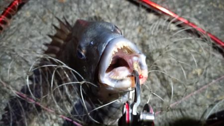 2024/03/17 南港ヘチ釣り釣行