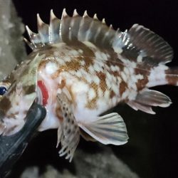 久しぶりの釣行とハードブルテスト