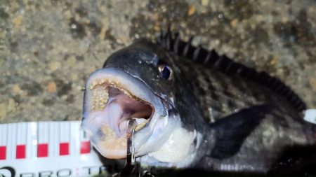 2024/03/18 南港ヘチ釣り釣行