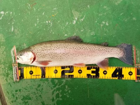 ご近所の釣り堀へ…