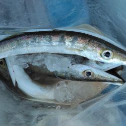 久しぶりの釣行