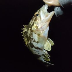 遊んでくれたのはガシラのみ