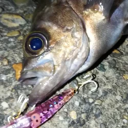 メバルプラッギング