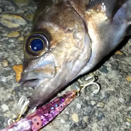 メバルプラッギング