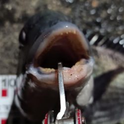 2024/03/27 大阪ヘチ釣り釣行